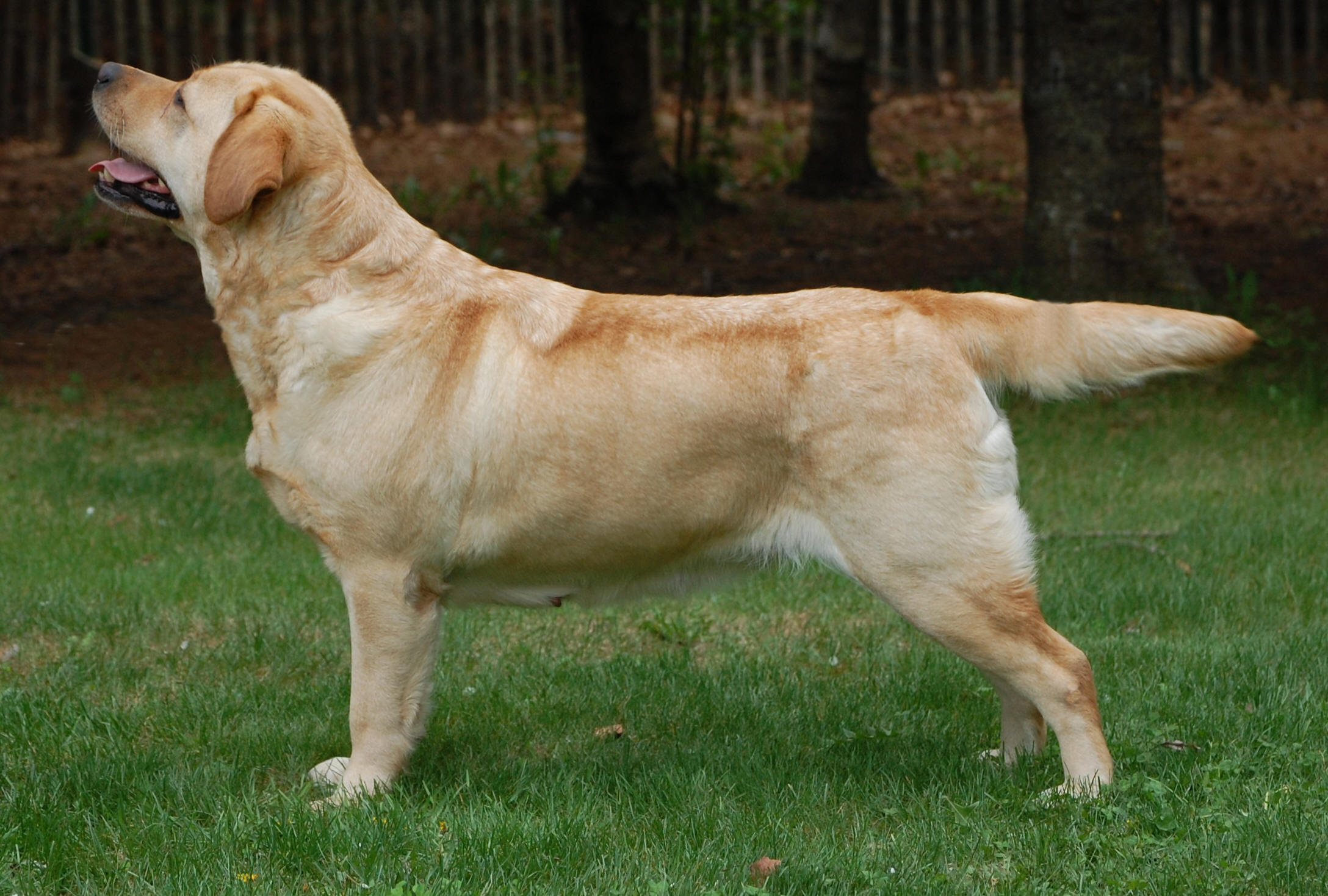 Blue sales patriot labradors